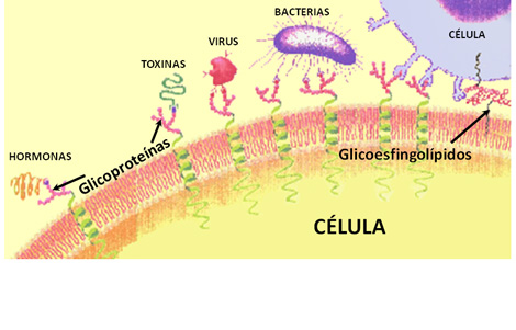glicoproteinas superficie celular