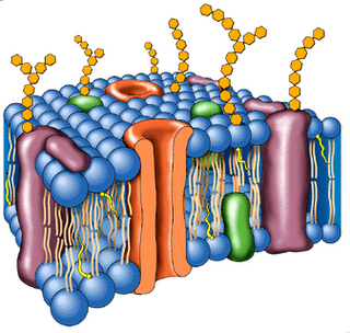 Glicocalix