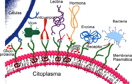 membrana celular