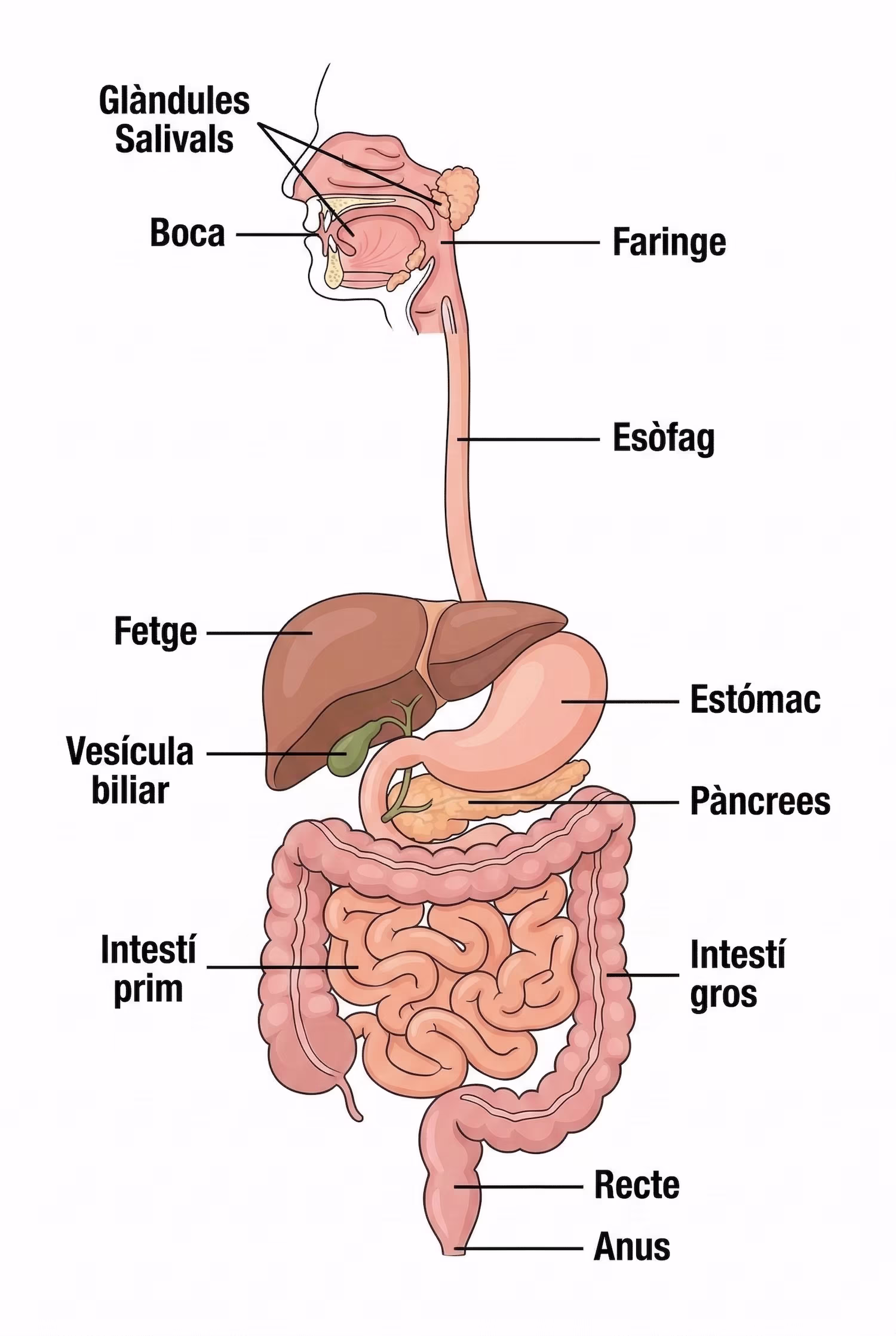 Esquema del aparato digestivo con sus partes señaladas: boca, glándulas salivales, faringe, esófago, hígado, vesícula biliar, estómago, páncreas, intestino delgado, intestino grueso, recto y ano.