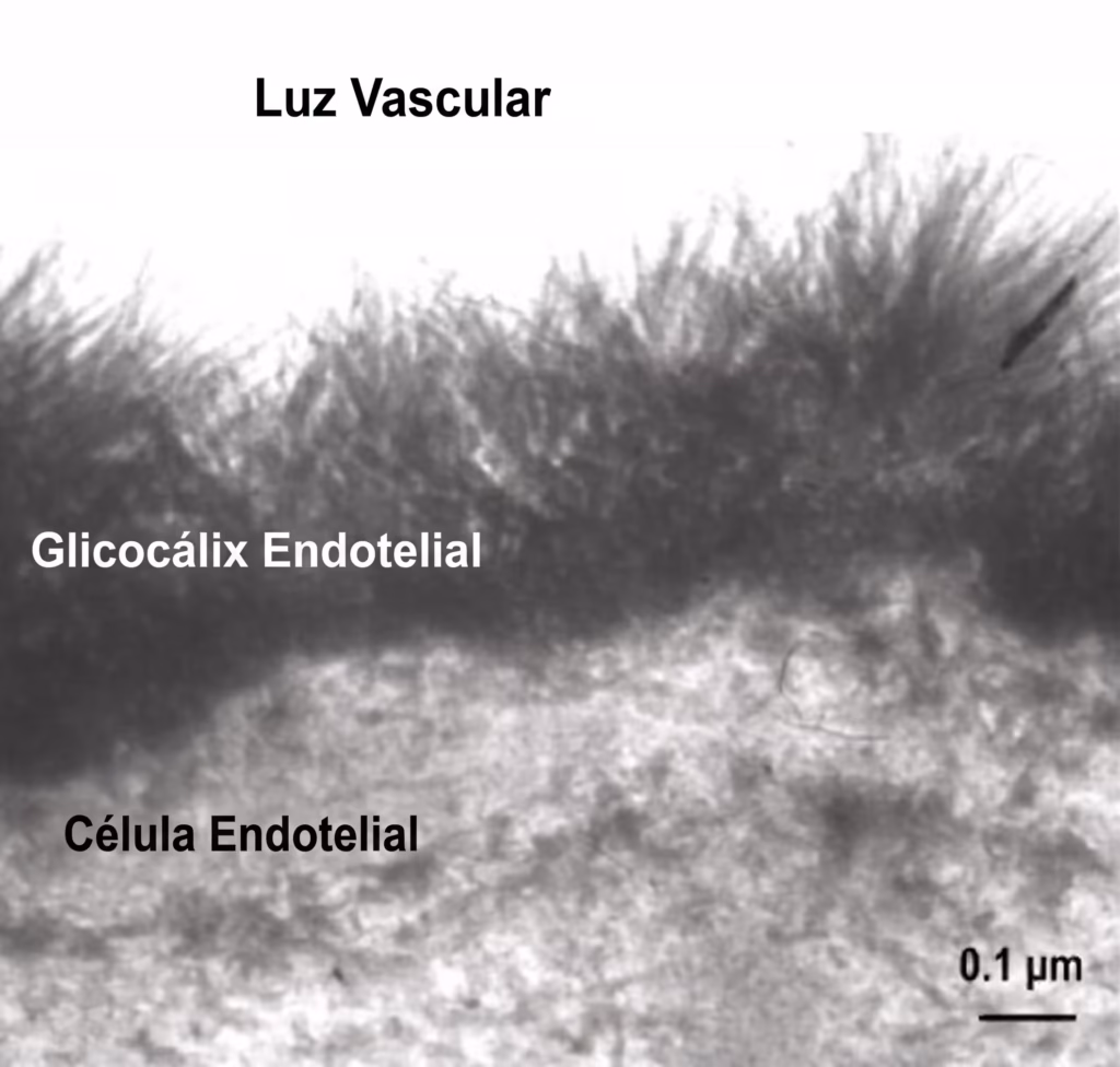 Microscopía electrónica del glicocálix endotelial: una capa densa de filamentos de azúcares sobre la célula, con escala de 0,1 micras.
