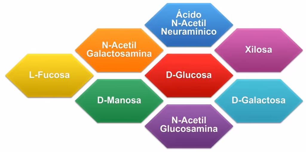 Los ocho azúcares del glicocálix en hexágonos: L-fucosa, N-acetilgalactosamina, ácido N-acetilneuramínico, xilosa, D-manosa, D-glucosa, D-galactosa y N-acetilglucosamina.